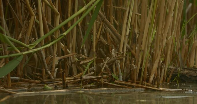 Bearded Tit In Natural Habitat Panurus Biarmicus