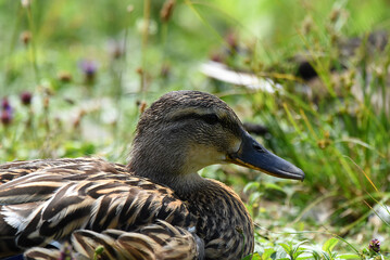 Ente am Wasser in Nahaufnahme