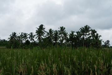 rice terraces and tropical jungle