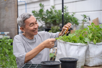 Happy senior asian man is trimming tree with scissors in nursery. He smiles happily in life after...