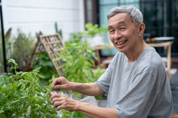 Portrait of Happy senior asian man is trimming tree with scissors in nursery. He smiles happily in...