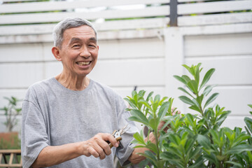 Happy senior asian man is trimming tree with scissors in nursery. He smiles happily in life after...