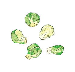 Raw round brussel sprouts in ingredients illustration