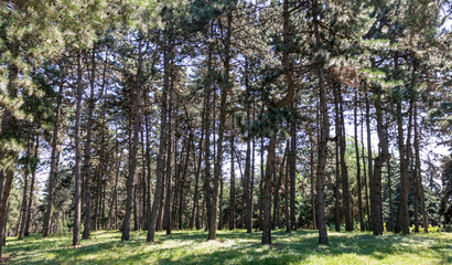 Summer landscape of the park. Beautiful landscape.