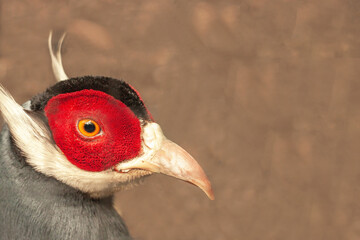 Blue eared pheasant, rare poultry, natural nature, close-up. Color plumage, bird coloring.