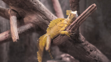 Basilisk basilisk, Basiliscus basiliscus, yellow-colored chameleon lizard on a dry branch close-up.