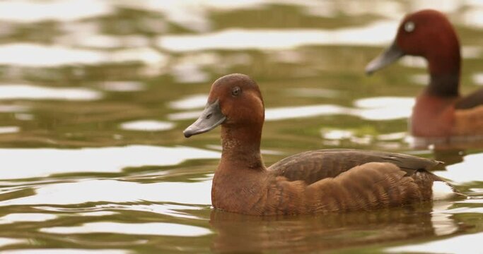 The Ferruginous Duck Aythya Nyroca Swimming In Shallow Lake Slow Motion Image