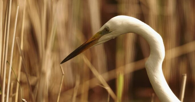 Video of Great egret or Ardea alba white delicate bird heron close-up portrait