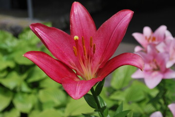 Fototapeta na wymiar pink lily flower