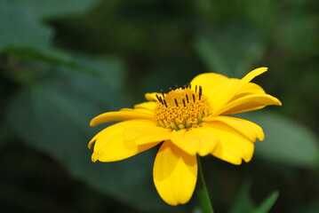 yellow flower 