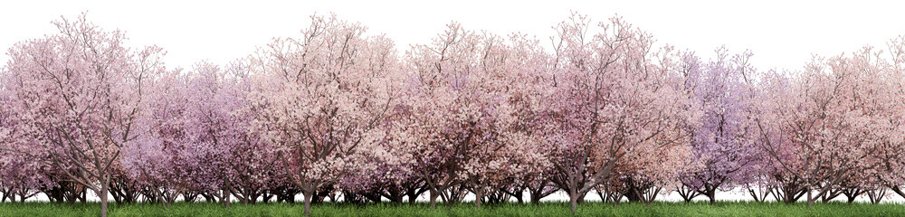 Obraz premium Cherry blossom Tree and grass field in nature, Sakura flowers on the garden in springtime with isolated on transparent background - PNG file, 3D rendering illustration
