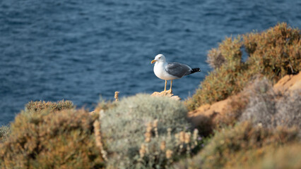 Gokceada seagull standing on cliff edge with blue seashore background. Imbros island, Canakkale, Turkey
