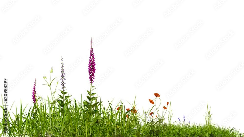 Poster medow field with flower footage on white background with clipping path, 3d illustration rendering