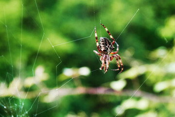 Big araneus spider crawling on the web in the forest. Wild animals theme