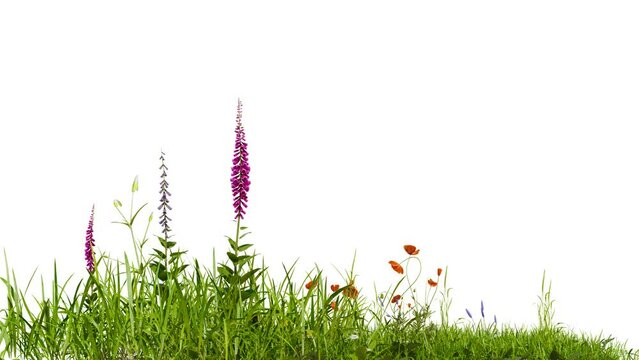 medow field with flower footage on white background with clipping path, 3d illustration rendering