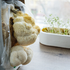 Hericium erinaceus mushrooms cultivated at kitchen at home © lithiumphoto