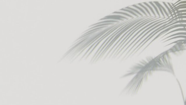 Shadow of palm’s leaf movement, 3d illustration rendering 