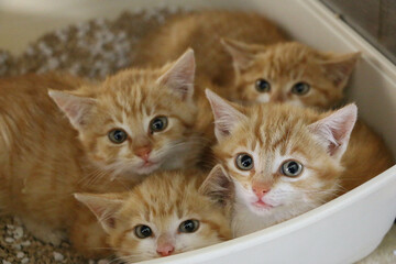 portrait of four red an white shy kittens are lying in the litter box