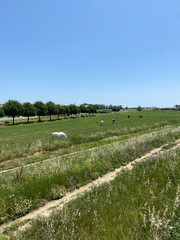Prairie avec des chevaux à Lattes, Occitanie