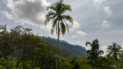 Tropical landscape with crooked palm tree and tropical forest. Sumatra, Indonesia.