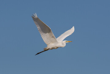 Great egret, Ardea alba. Photo taken in the Vicario reservoir, province of Ciudad Real, Spain.