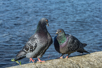 A series of images. Two blue pigeons are sitting on a stone surface. Birds are engaged in a love game. They kiss and copulate. There is a water space in the background