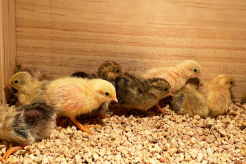 The little chickens in the smart farming. The animals farming business with feeding automation supply picture with yellow light