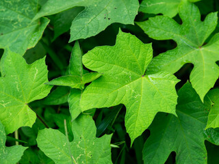 close up of green leaves