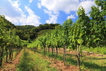 Fototapeta na wymiar Austria landscape in Wachau wine region. Summer view of vineyards near Spitz. Danube river valley countryside.