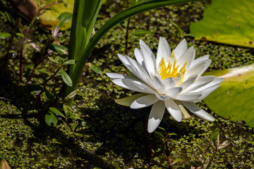 American White waterlily