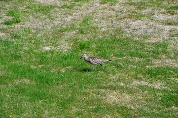 Courlis à long bec (Numenius americanus) in Thingvellir National Park ; golden circle, Iceland ; birds 