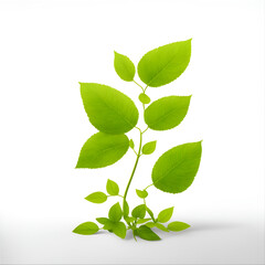 Obraz premium Green leaves on white background as botanical, eco design and spring nature flat lay concept