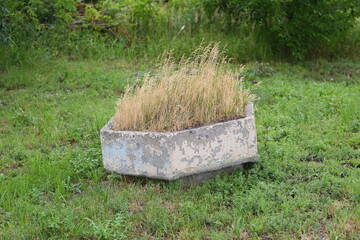 A dried plant in a gray small concrete flowerbed standing on the grass of the lawn