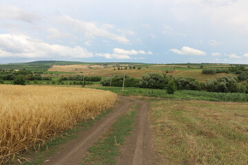 A dirt road through a field of wheat