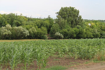 A field of corn and trees