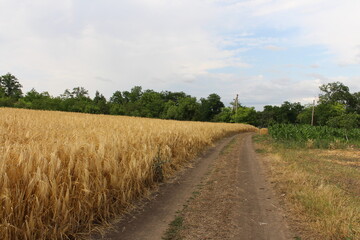 Fototapeta na wymiar A dirt road through a field of wheat