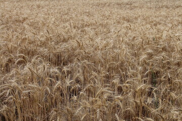 A field of wheat in the middle of a field