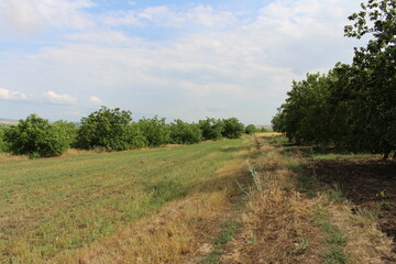 Fototapeta na wymiar A field with trees and a blue sky
