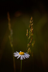daisy in a field of flowers