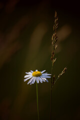 daisy in the grass