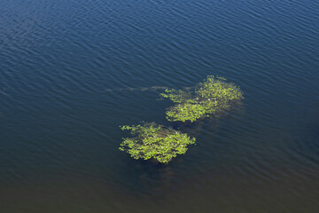 Aquatic plants with flowers and leaves growing on forest lake surface, green algae organisms, water lilies, floral biodiversity.  