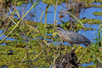 Striated Heron