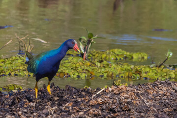 Purple Gallinule