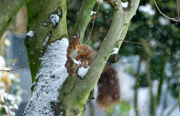 Eichhörnchen, Sciurus frisst Vogelfutter im Winter