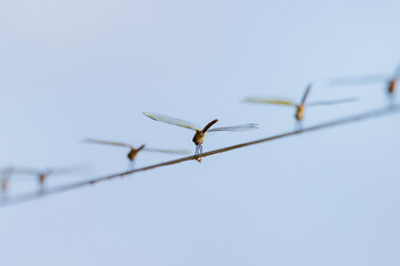 Obraz premium dragon-fly