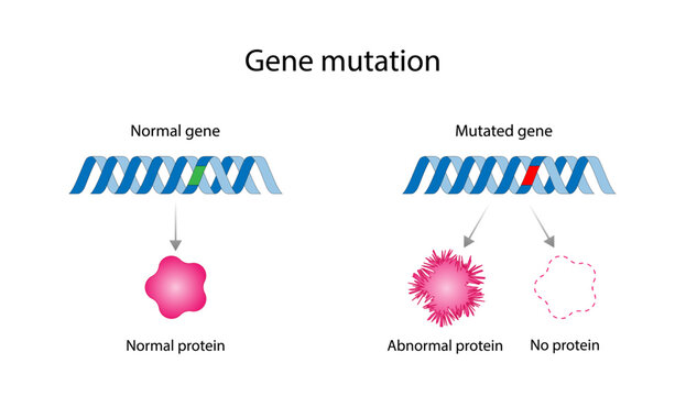 Genetic mutation. Normal and mutated genes. Gene mutation that produce abnormal protein or no protein. scientific design. Vector illustration.