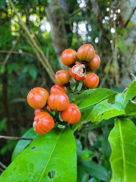 wild fruits