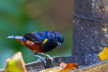 Chestnut-bellied Euphonia