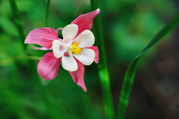 Delicate flower of aquilegia