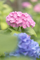 梅雨に咲く紫陽花